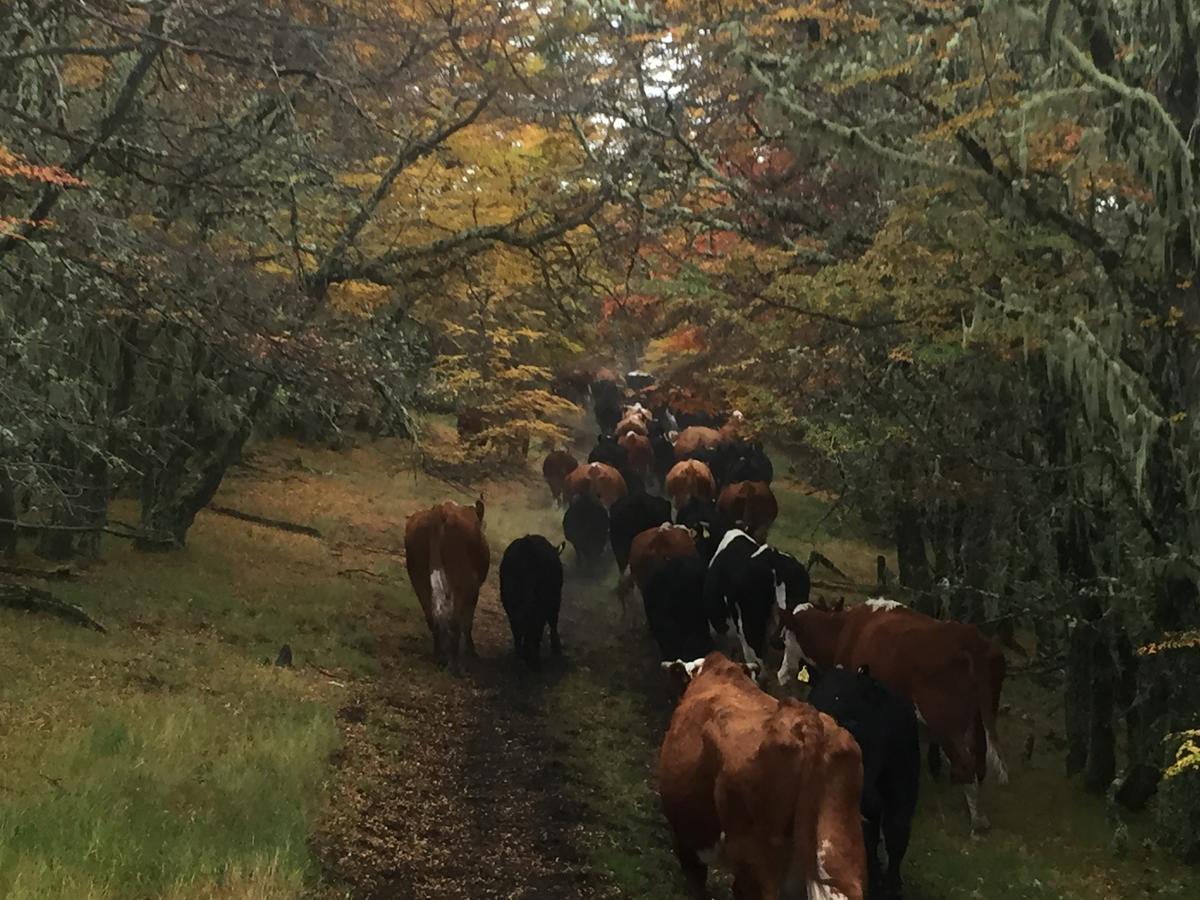 Estancia Dos Elianas Torres del Paine National Park Εξωτερικό φωτογραφία